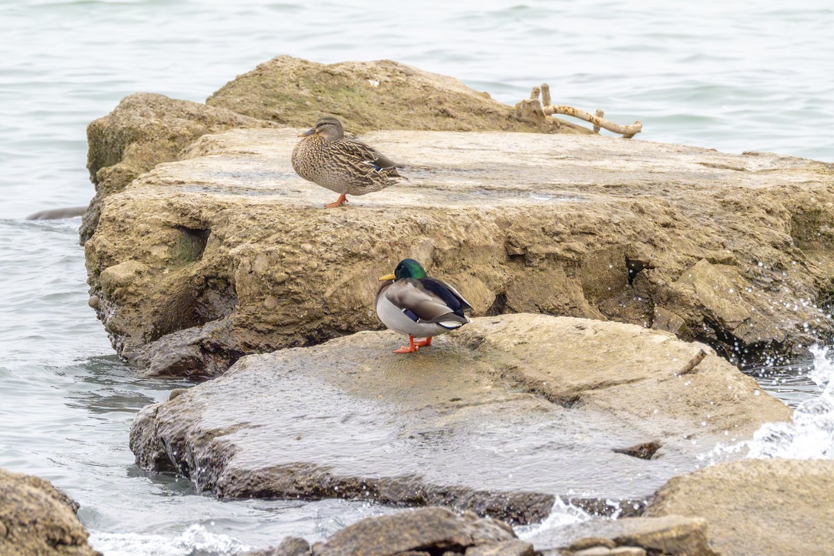 Canard colvert - ML628046438