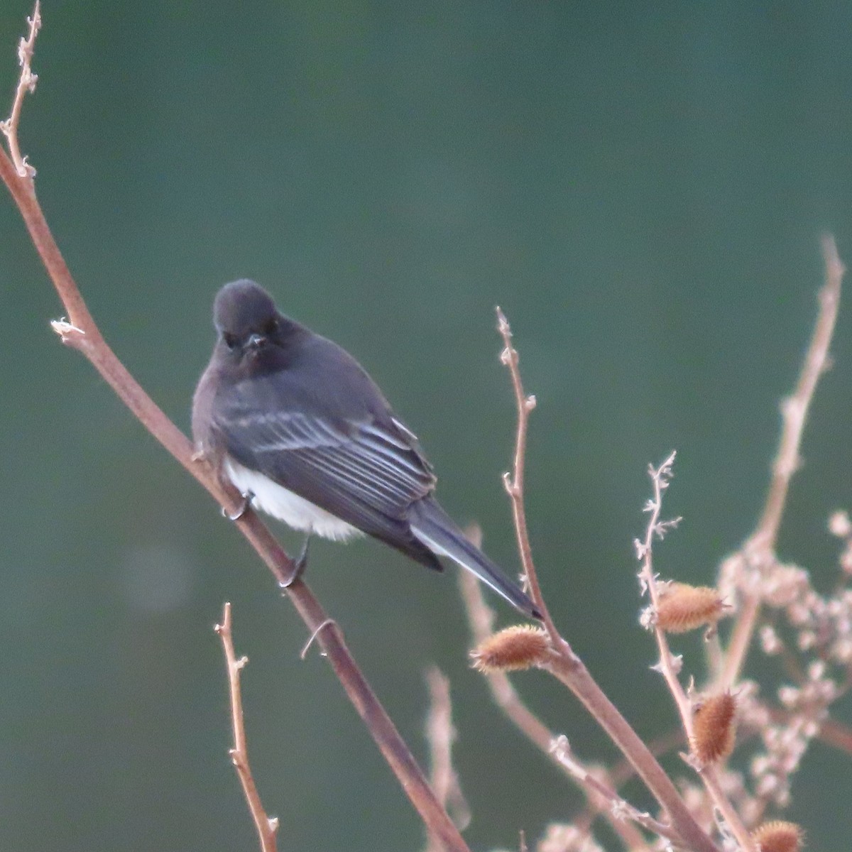 Black Phoebe - ML628046440