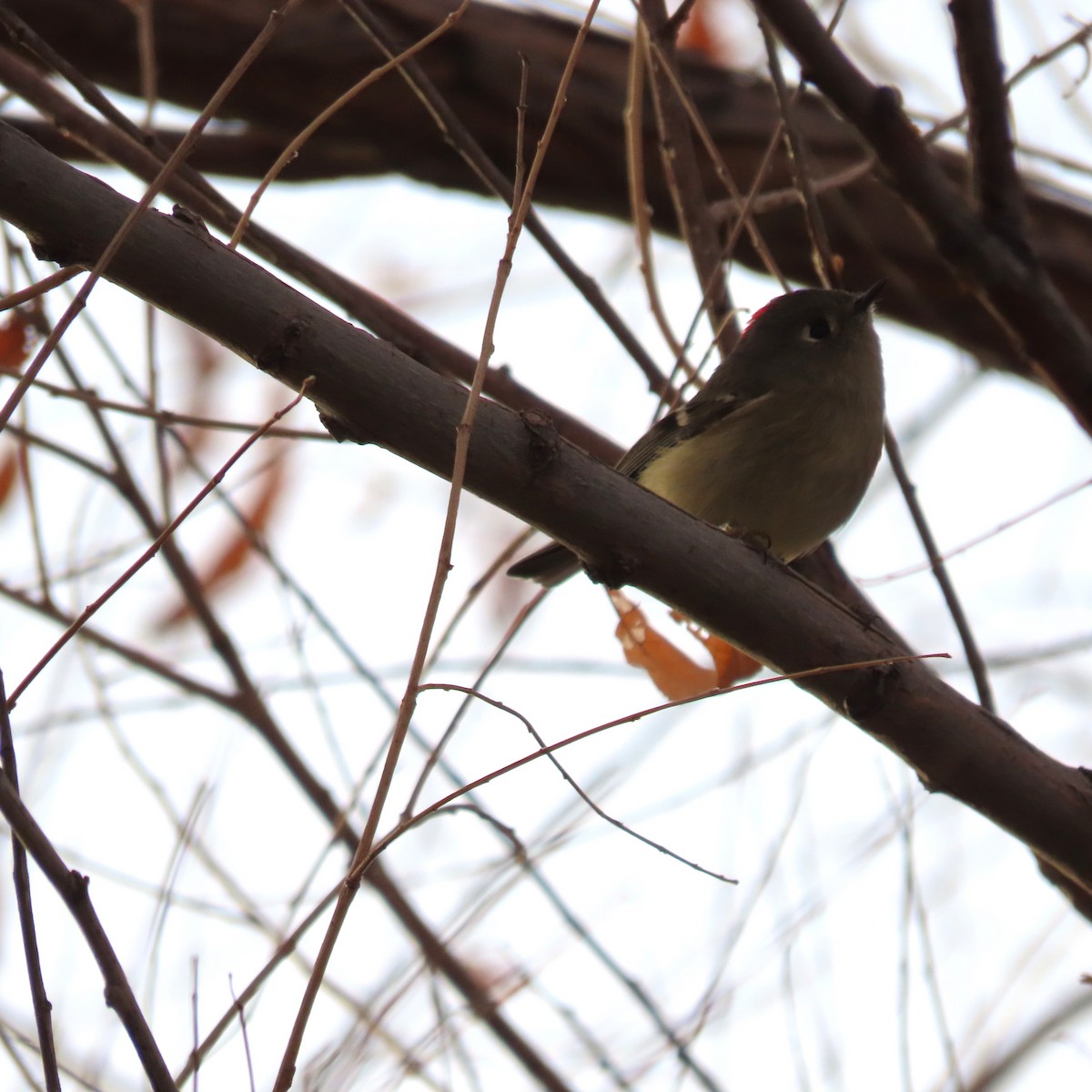 Ruby-crowned Kinglet - ML628046452