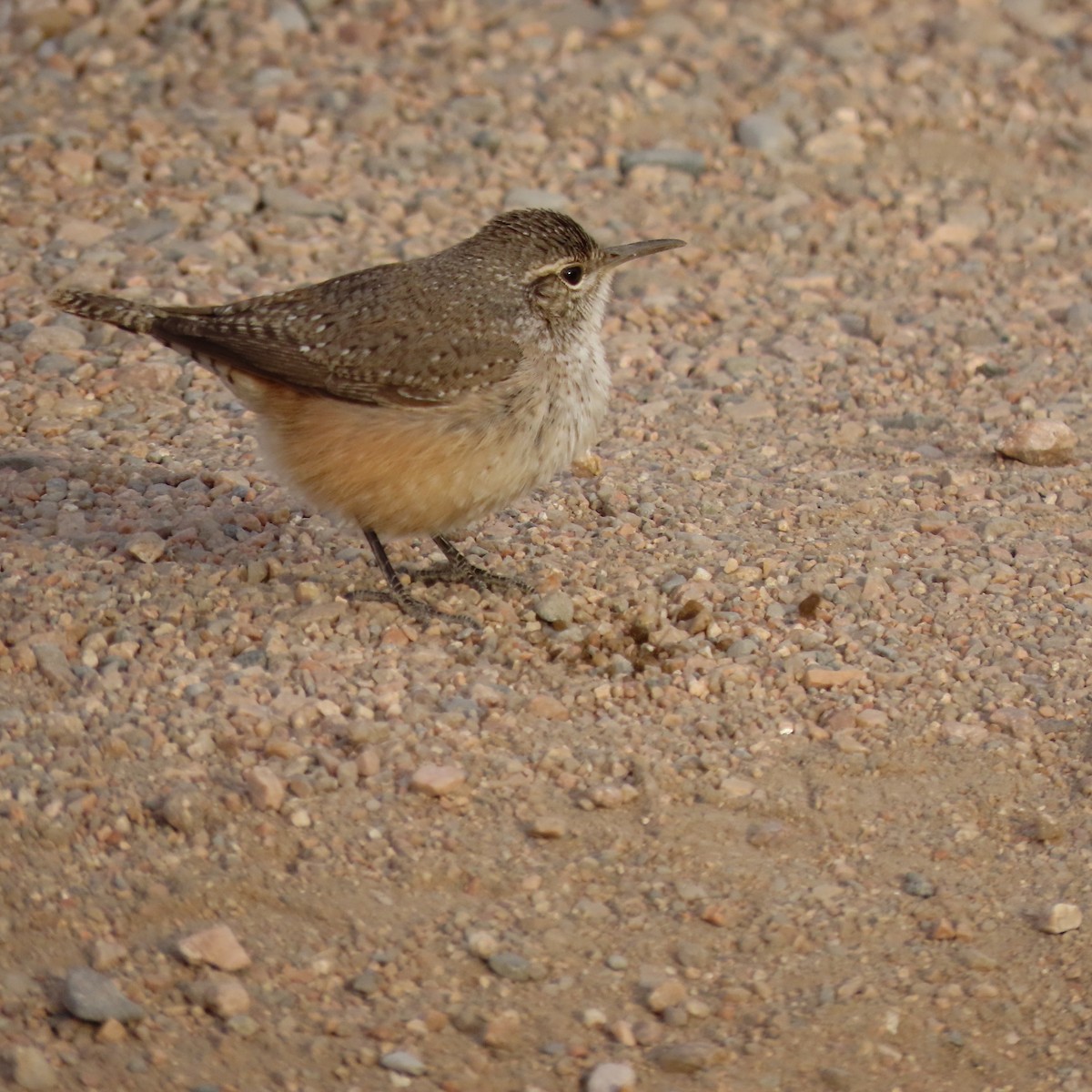 Rock Wren - ML628046466