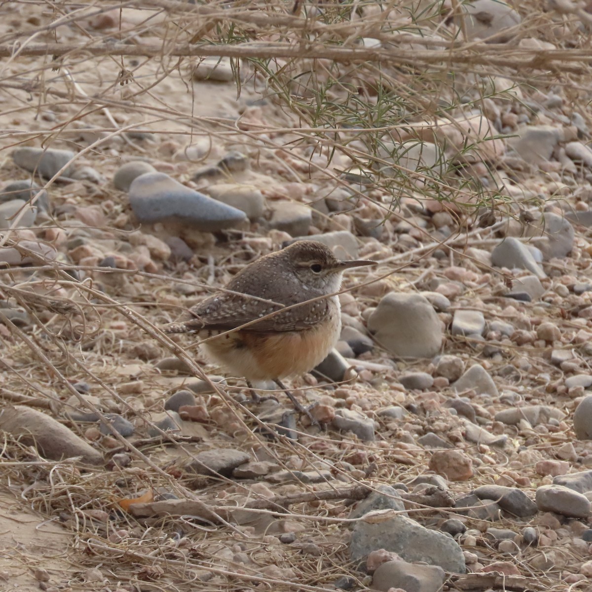 Rock Wren - ML628046468