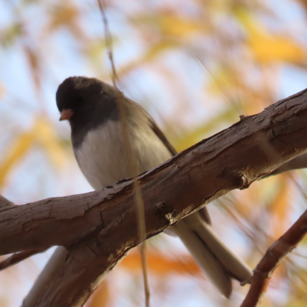 Dark-eyed Junco - ML628046482