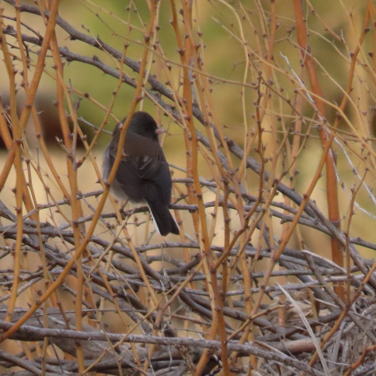 Dark-eyed Junco - ML628046483