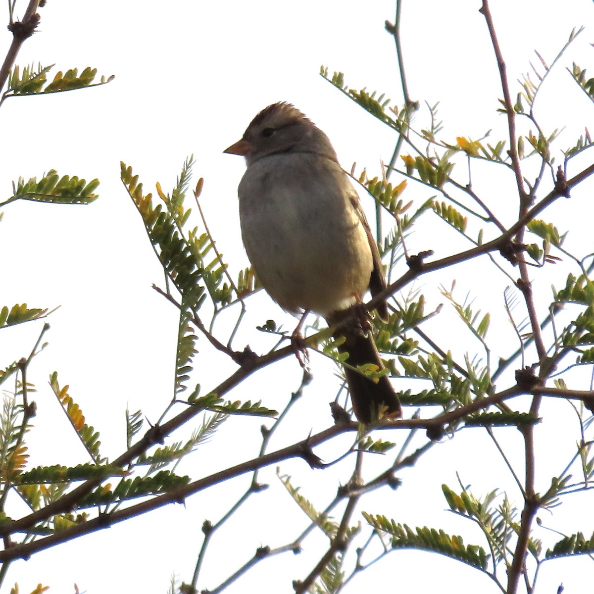 White-crowned Sparrow - ML628046497