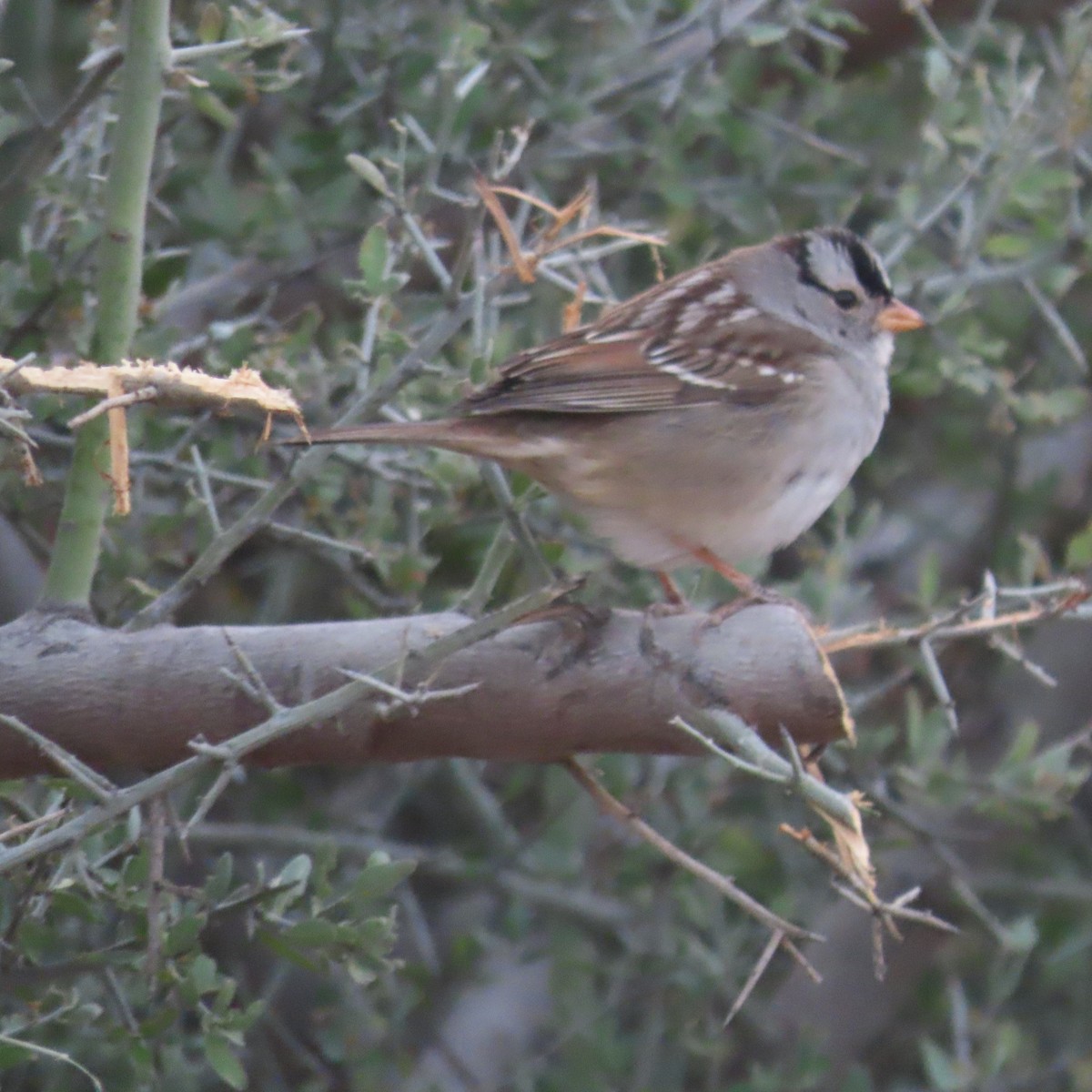 White-crowned Sparrow - ML628046498