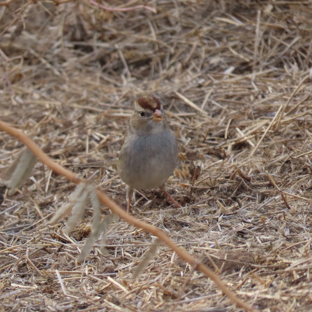 White-crowned Sparrow - ML628046499