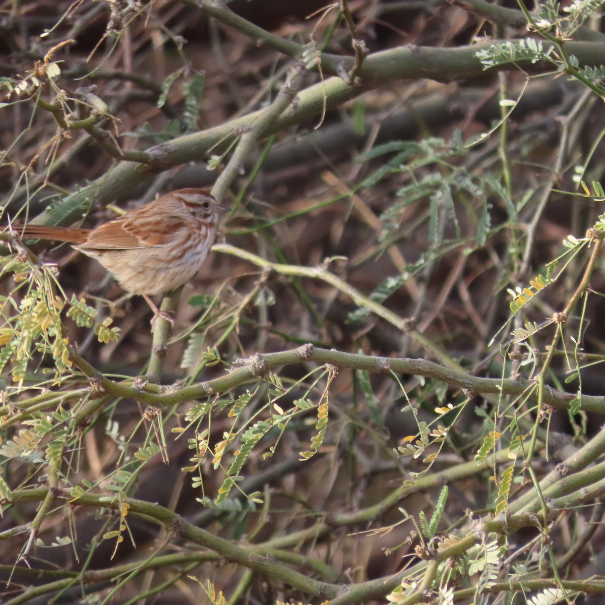 Song Sparrow - ML628046508