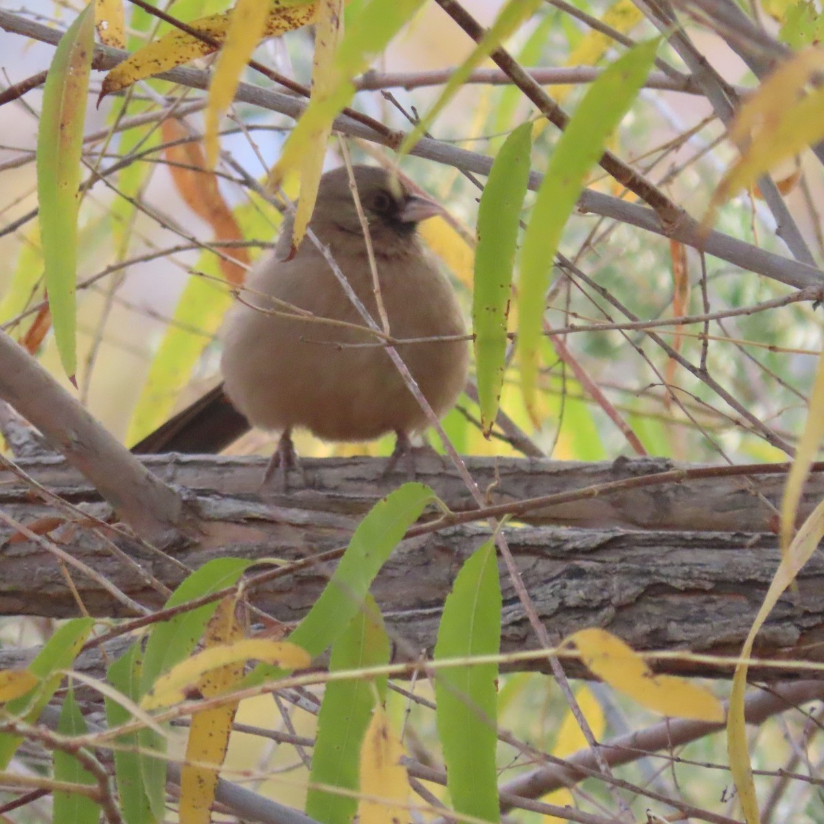 Abert's Towhee - ML628046511