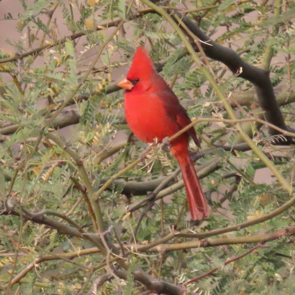 Northern Cardinal - ML628046518