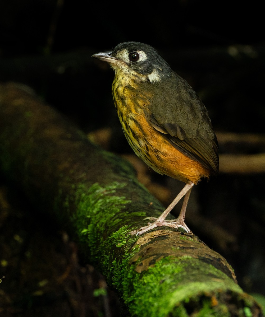 White-lored Antpitta - ML628046990