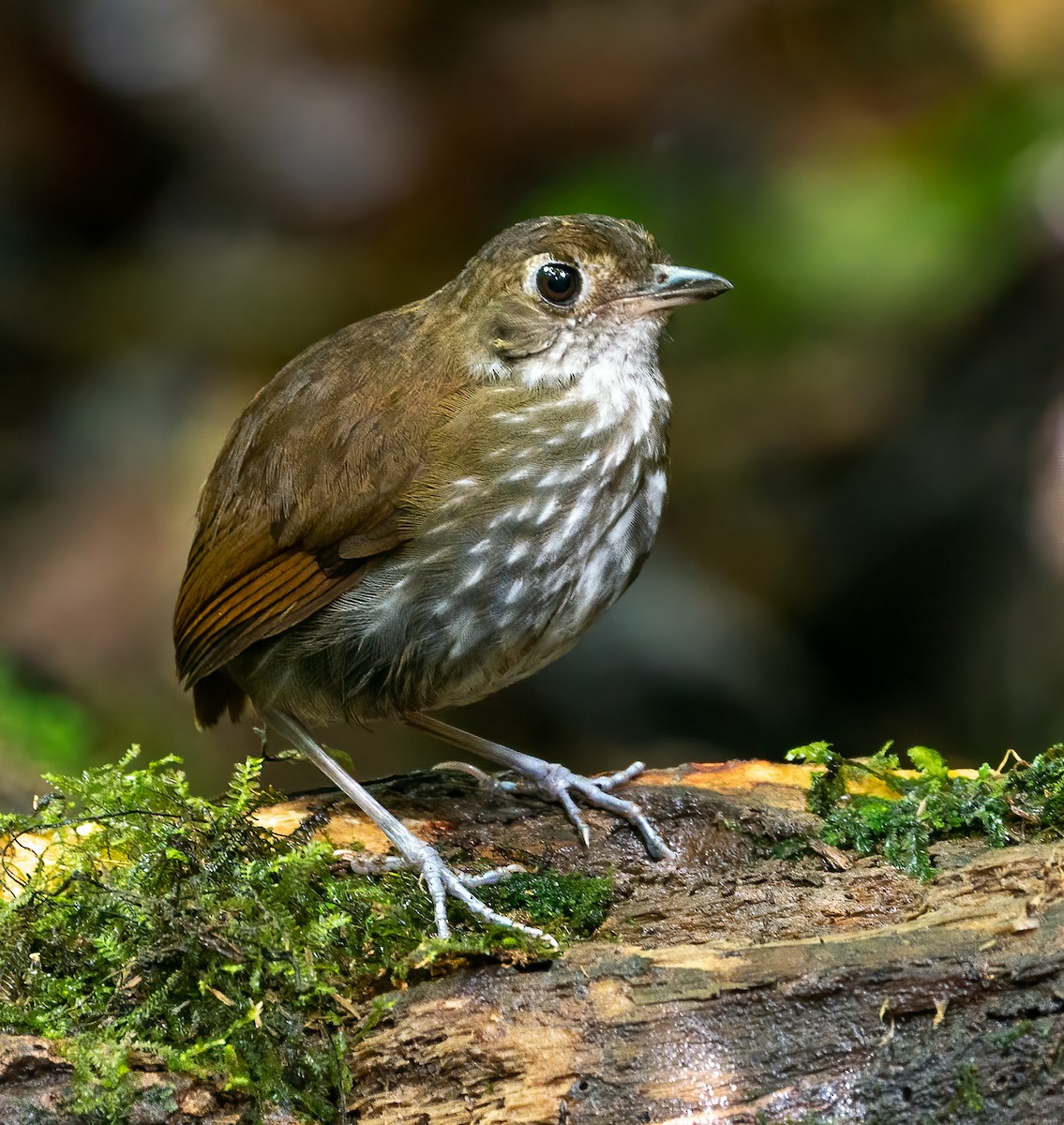 Thrush-like Antpitta - ML628046996