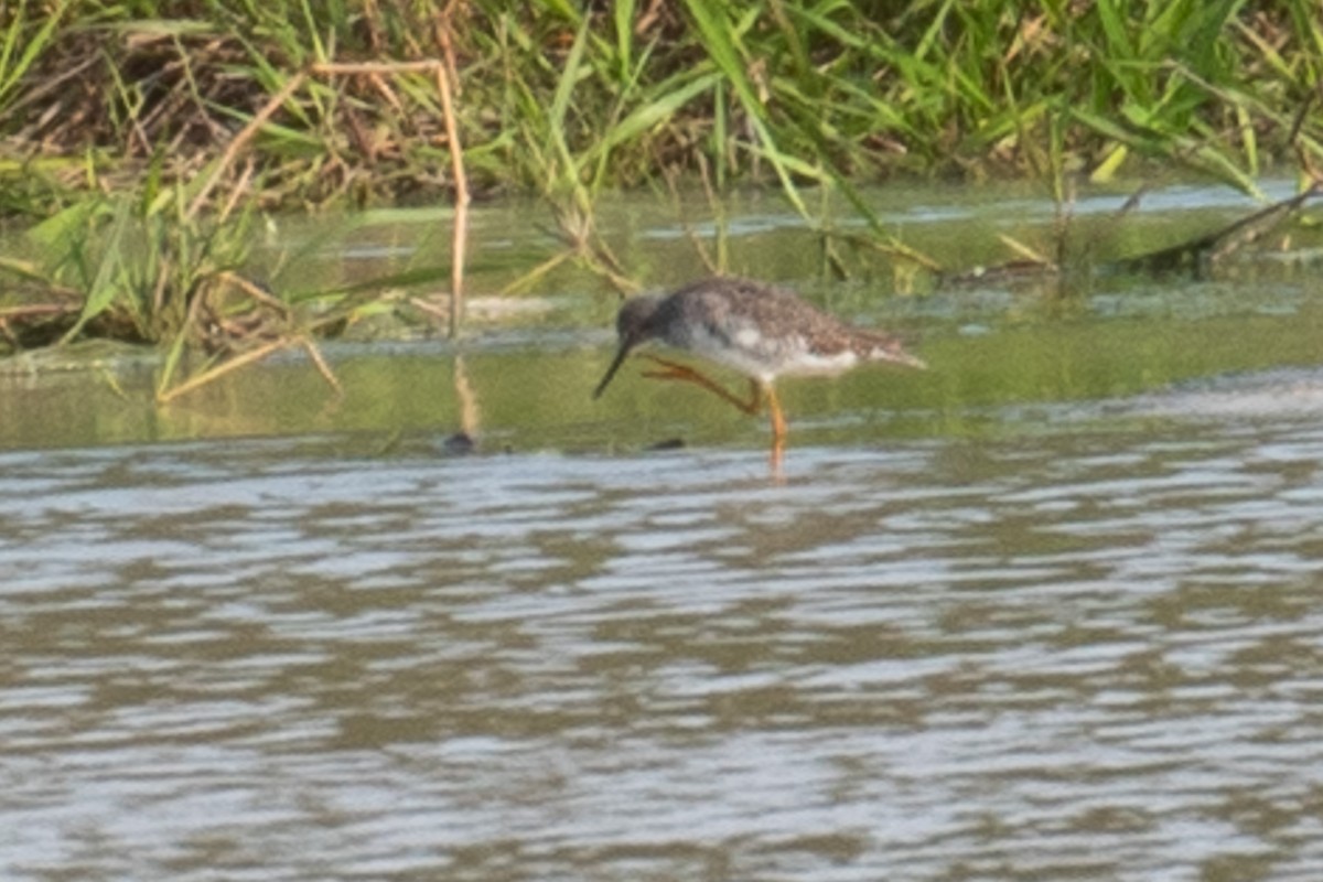 Greater Yellowlegs - ML628046999