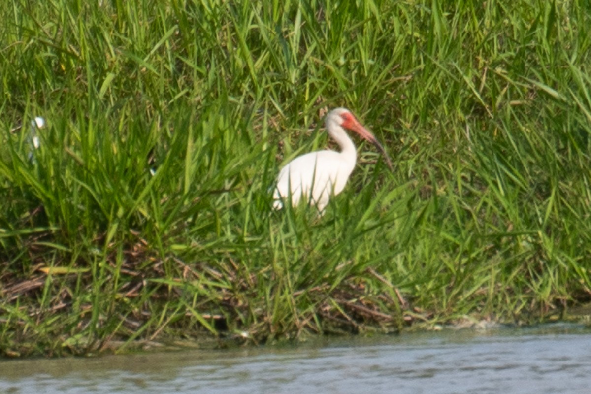 White Ibis - ML628047001