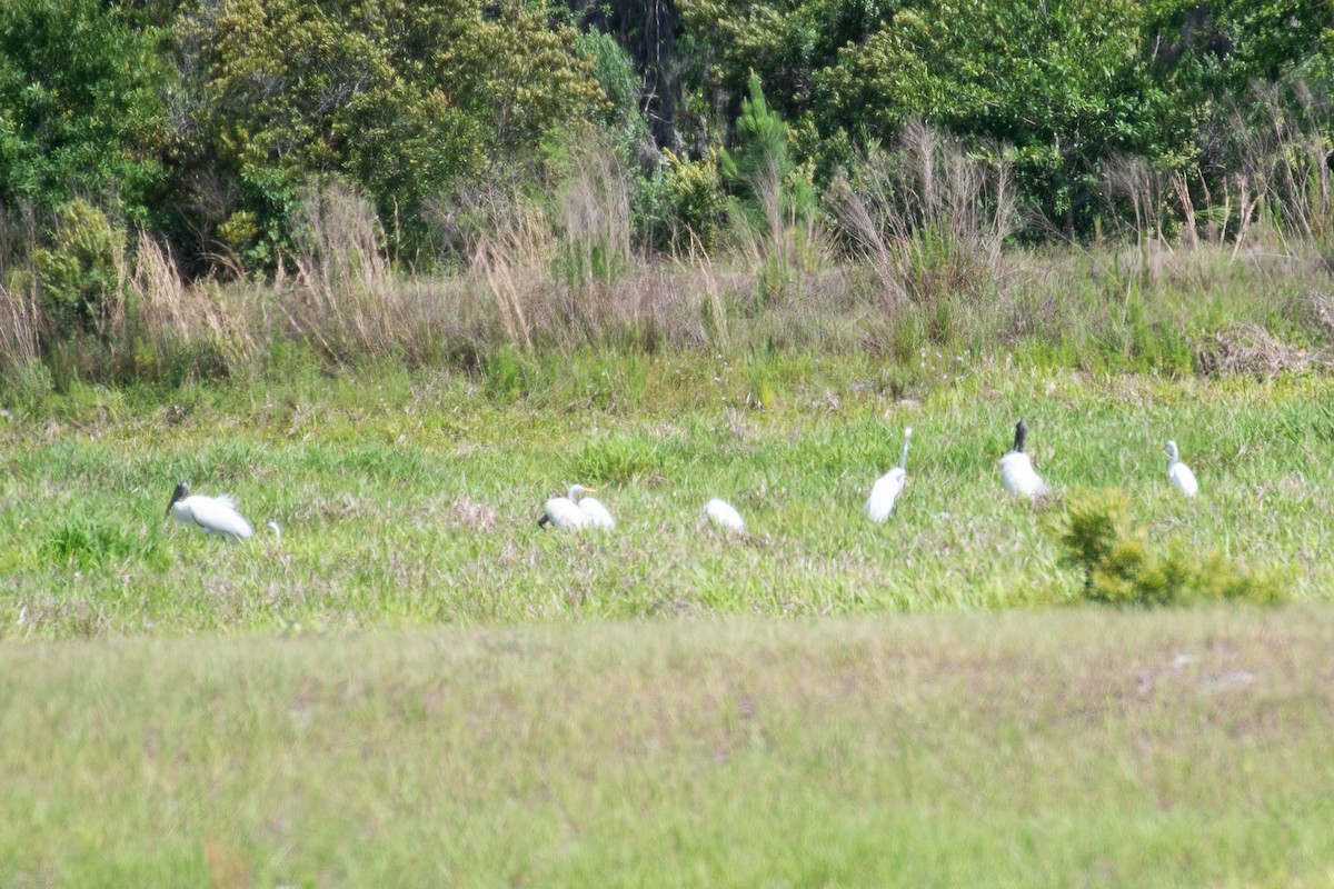 Wood Stork - ML628047032