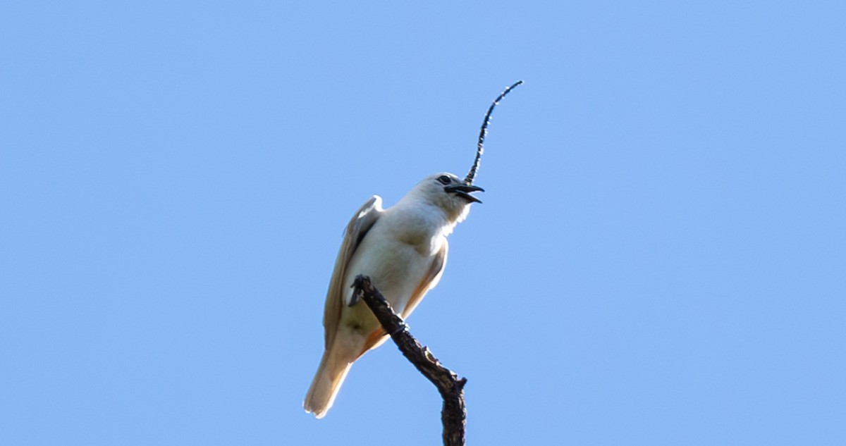 White Bellbird - ML628047074