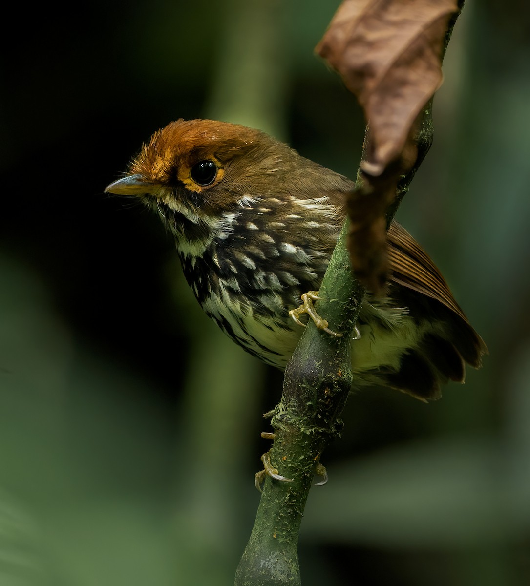 Peruvian Antpitta - ML628047105