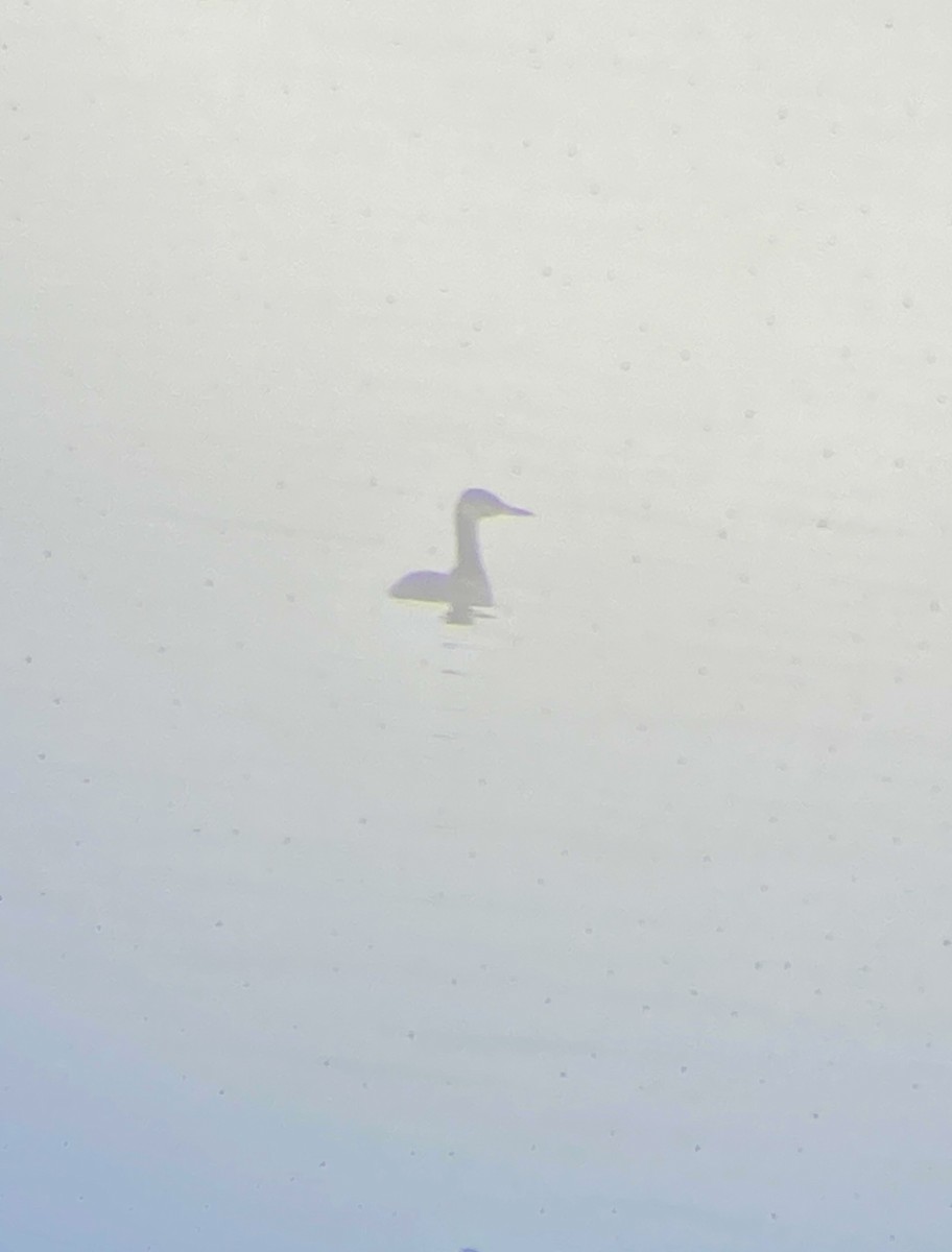 Red-necked Grebe - ML628047107