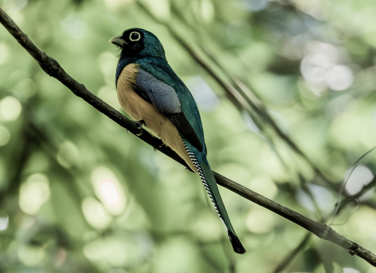 Amazonian Black-throated Trogon - ML628047162