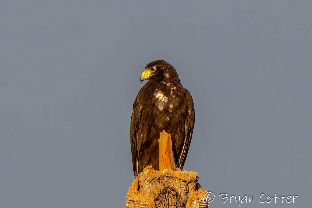 Zone-tailed Hawk - ML628047267