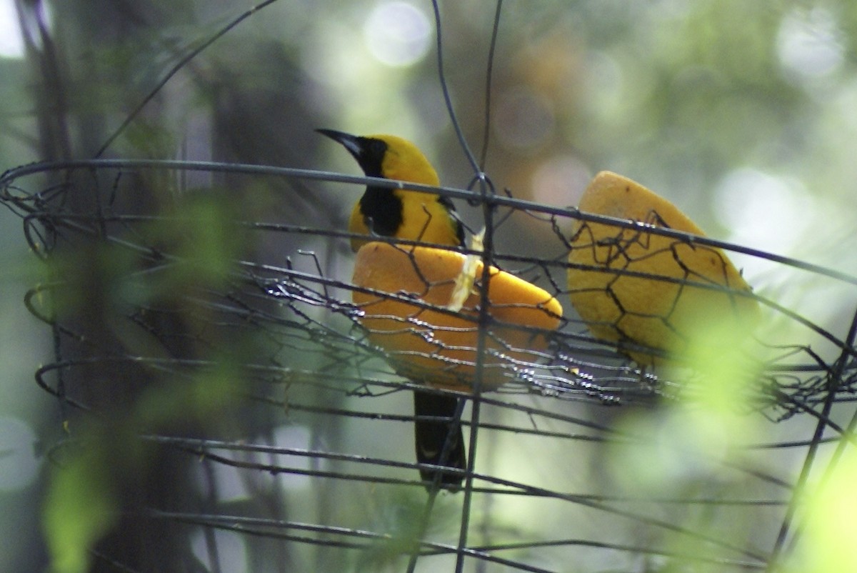 Hooded Oriole - ML628047286