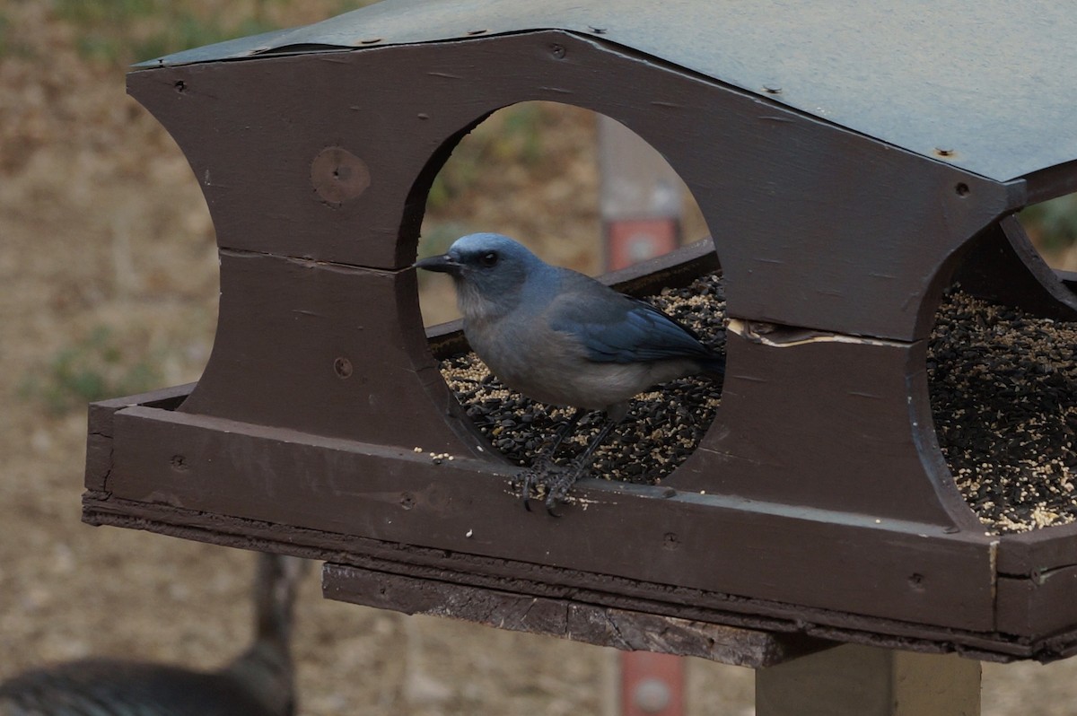 Mexican Jay - ML628047307