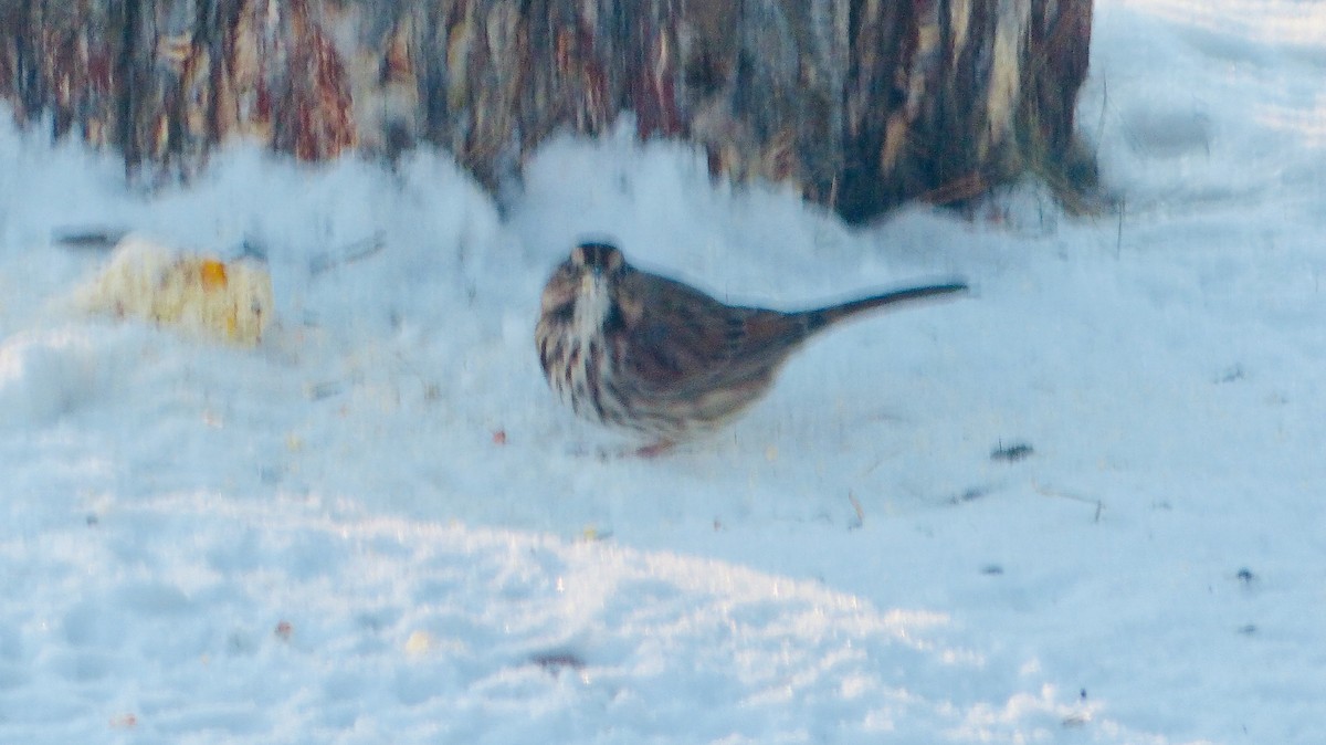 Song Sparrow - ML628047311