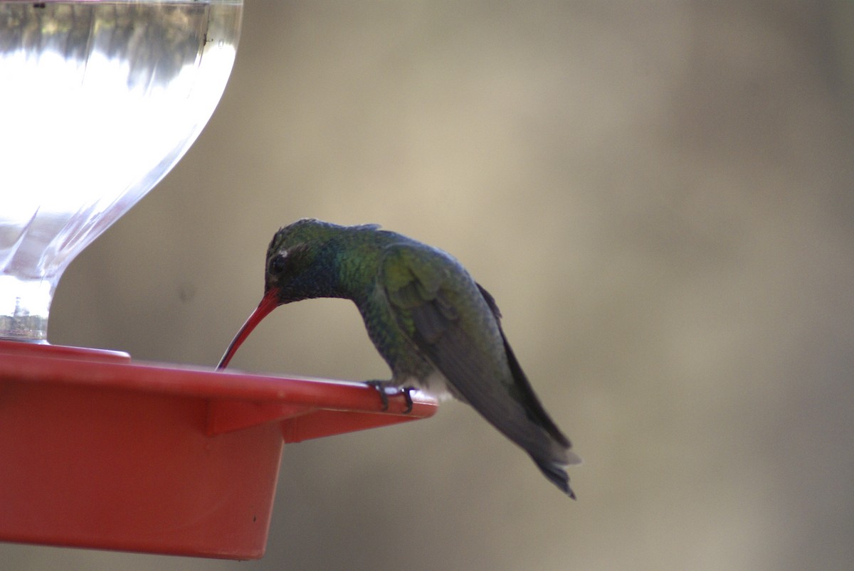 Broad-billed Hummingbird - ML628047346