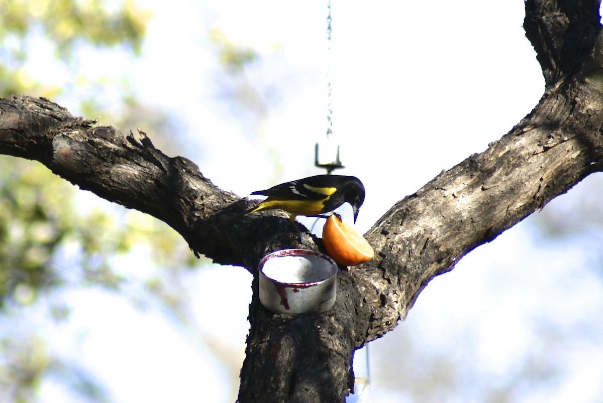 Scott's Oriole - ML628047357