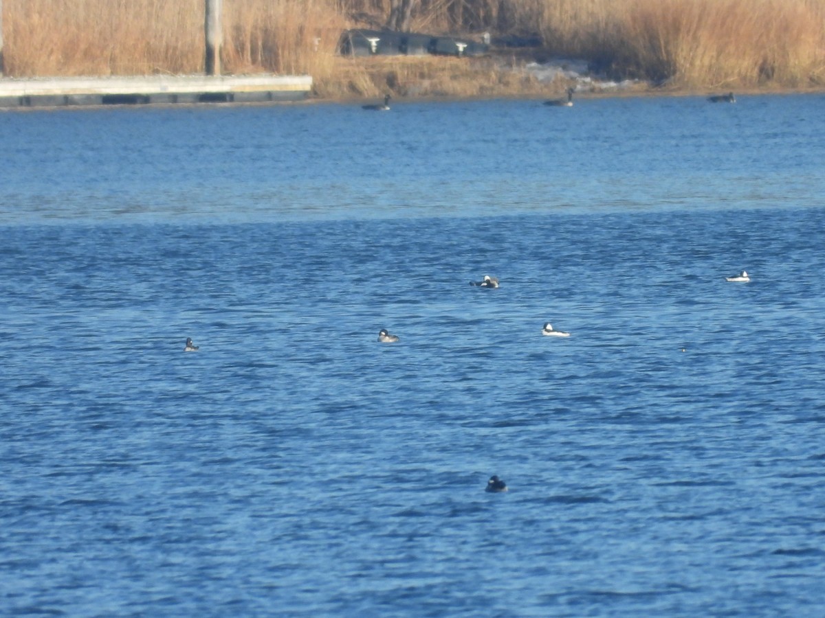 Bufflehead - ML628047378