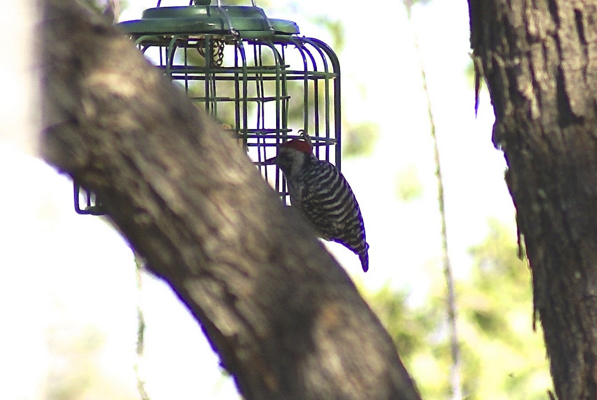 Ladder-backed Woodpecker - ML628047381