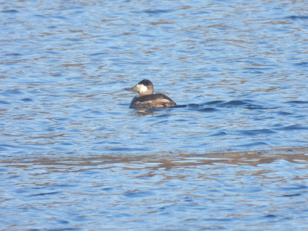 Ruddy Duck - ML628047397