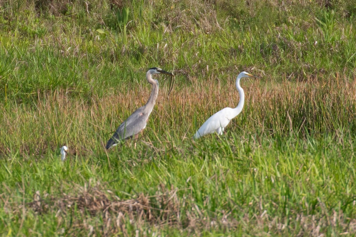 Great Blue Heron - ML628047404