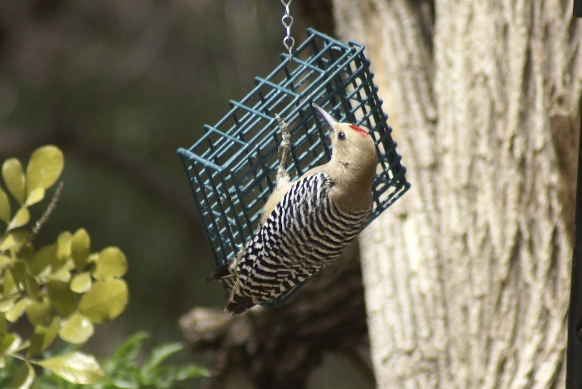 Gila Woodpecker - ML628047441