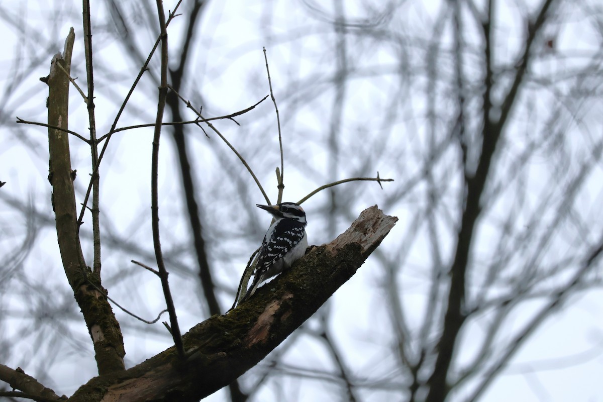 Hairy Woodpecker - ML628047449