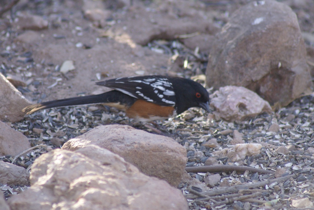 Spotted Towhee - ML628047481