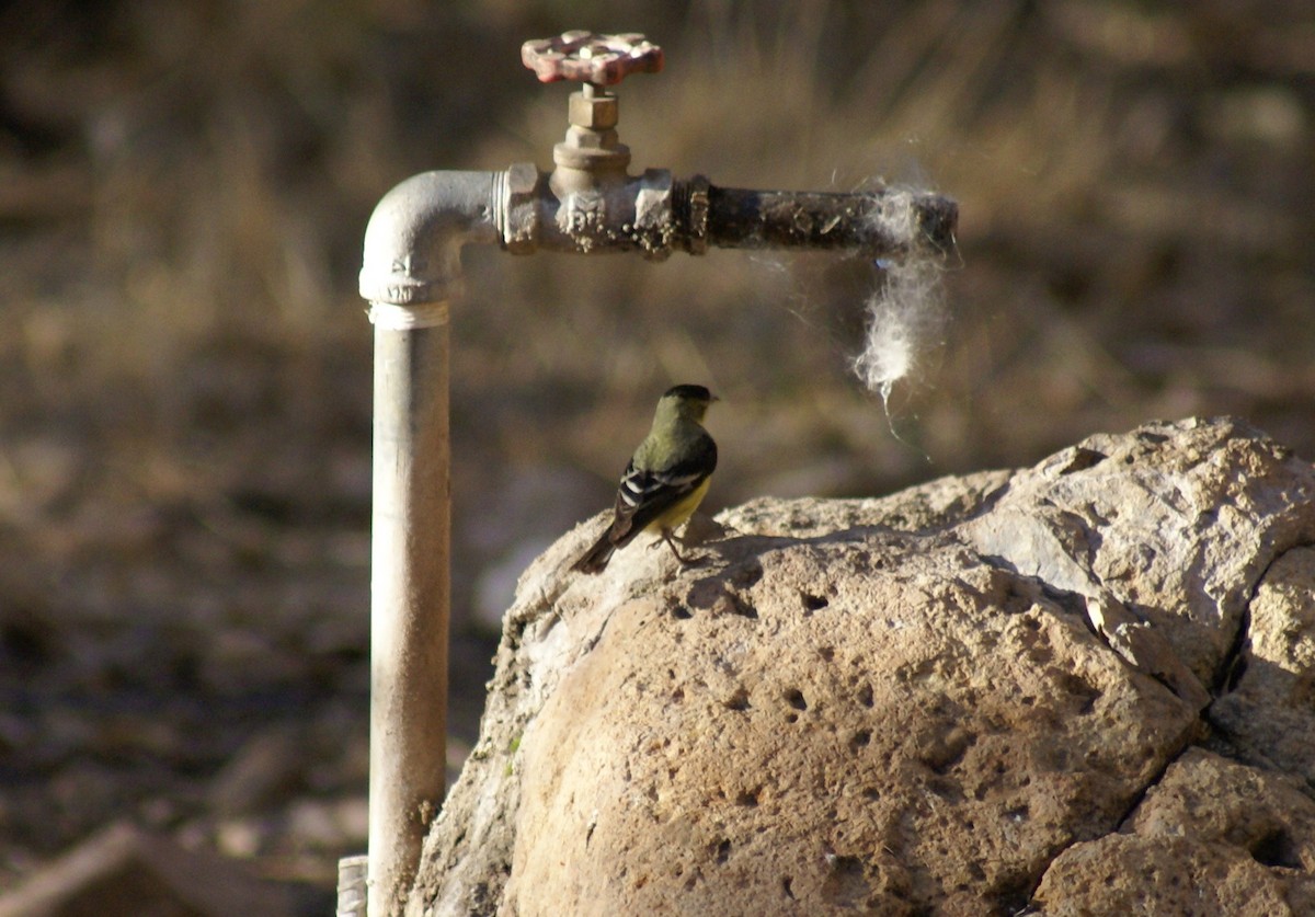 Lesser Goldfinch - ML628047492