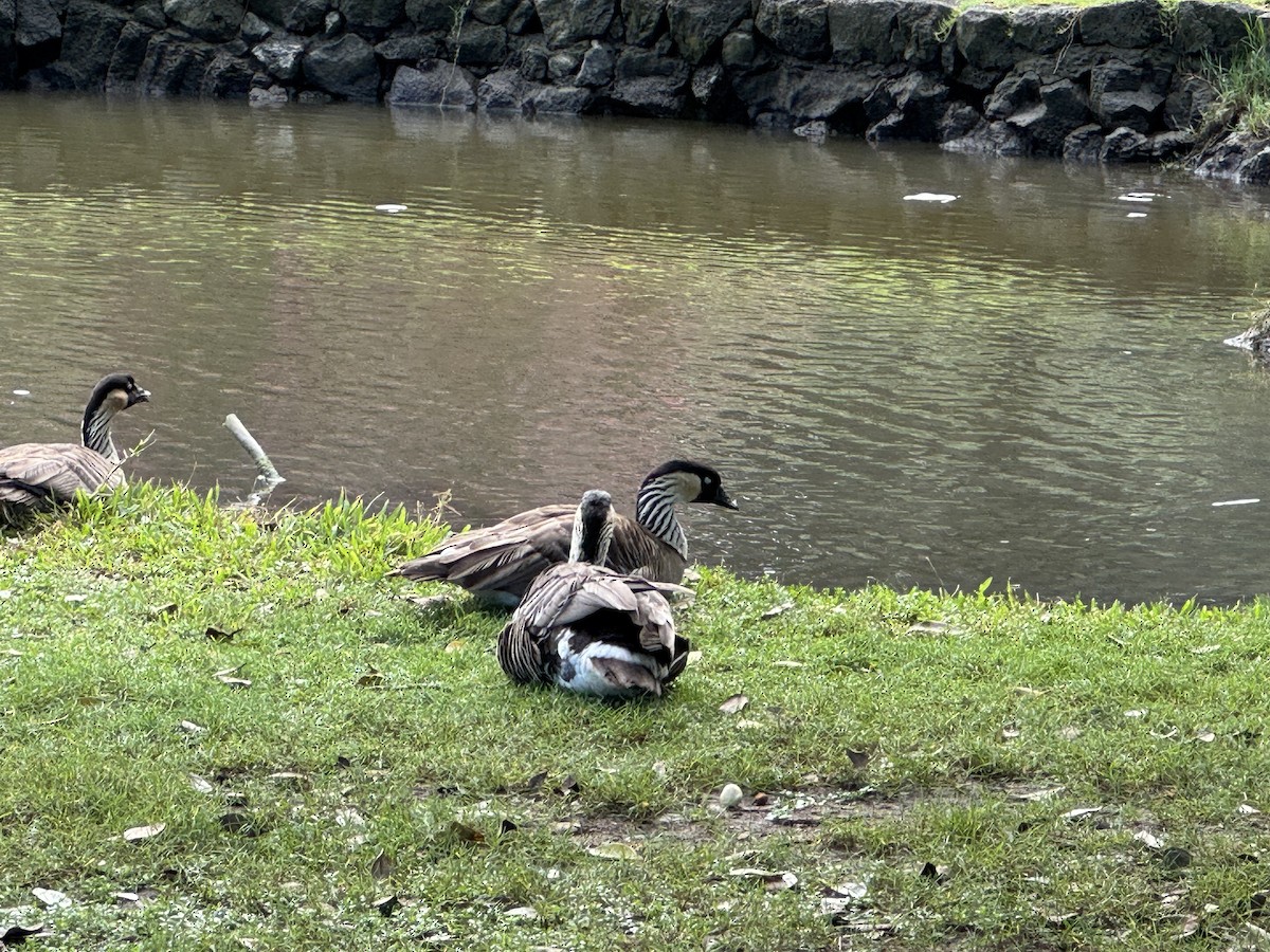 Hawaiian Goose - ML628047495