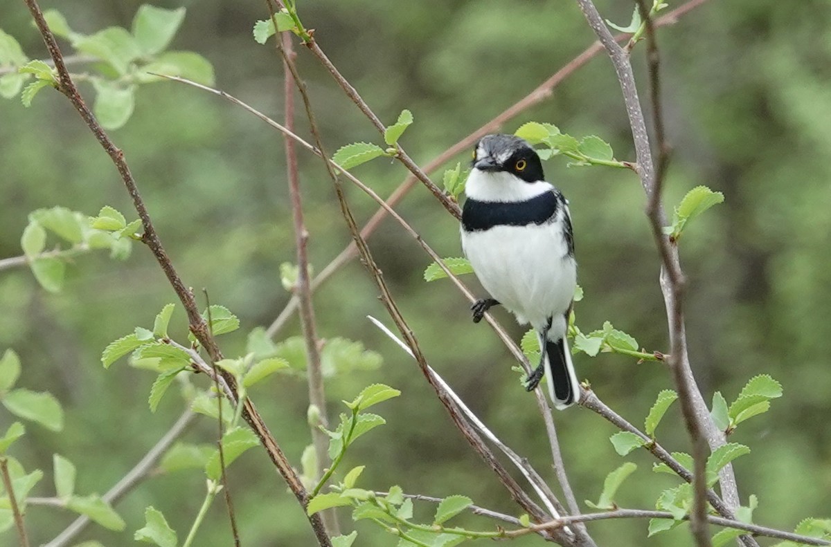 Pygmy Batis - ML628047500