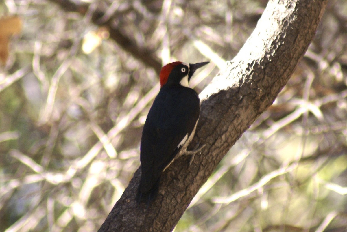 Acorn Woodpecker - ML628047546