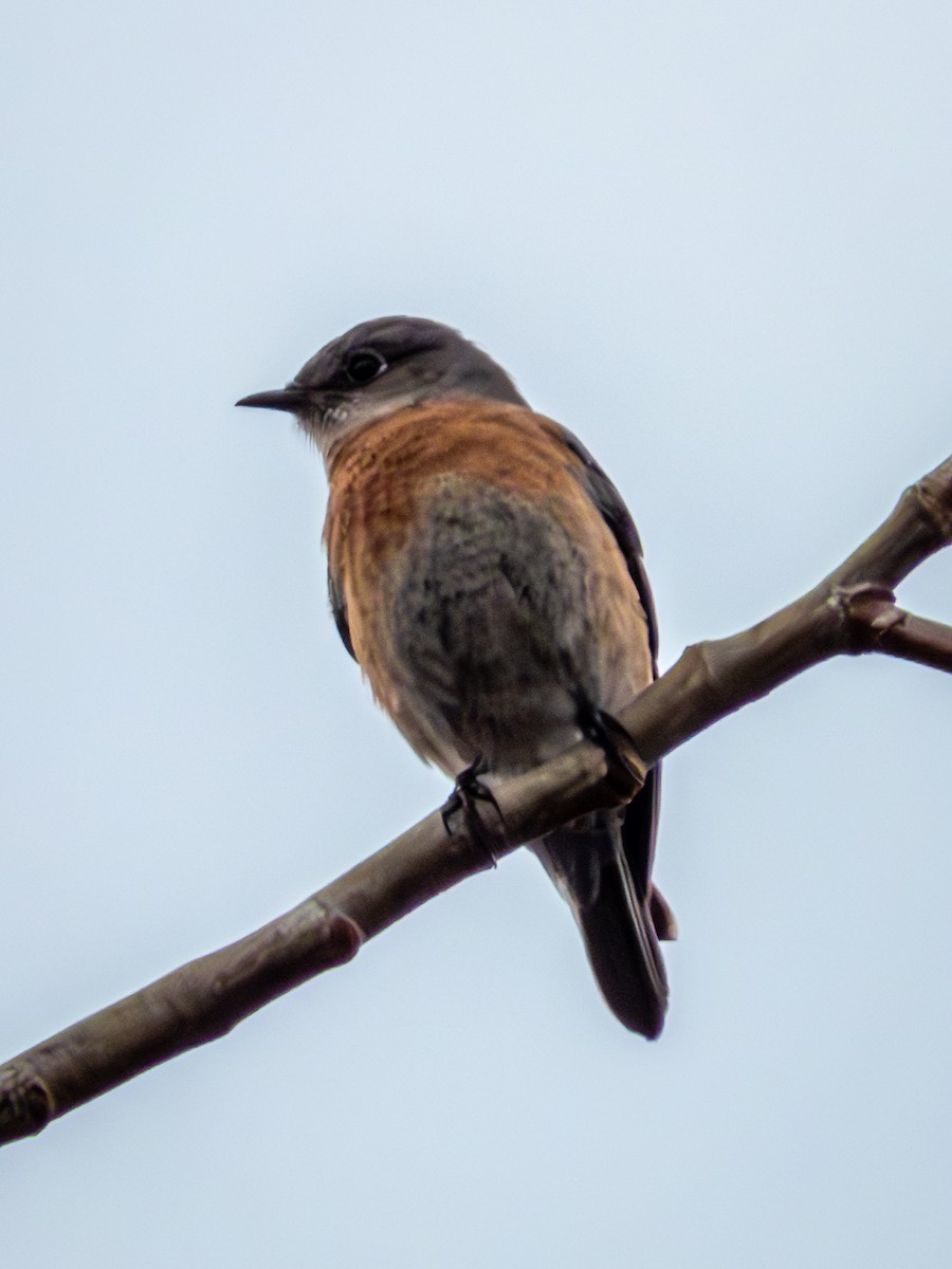 Western Bluebird - ML628047585