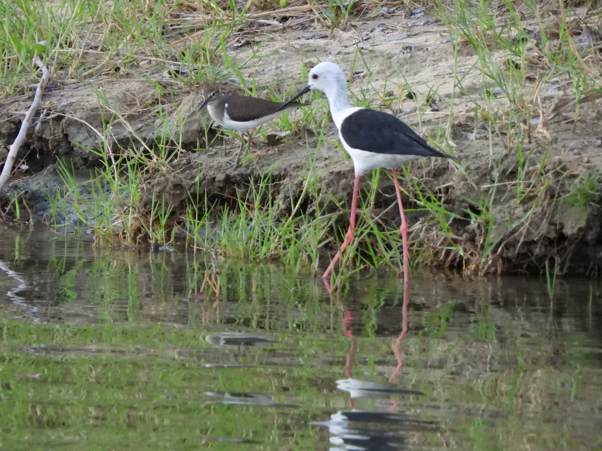 Green Sandpiper - ML628047603