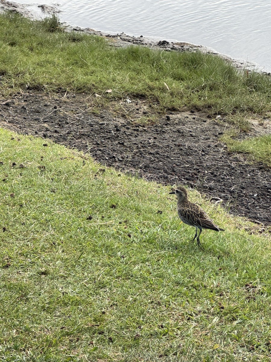 Азийн сүвээ цагаан - ML628047613