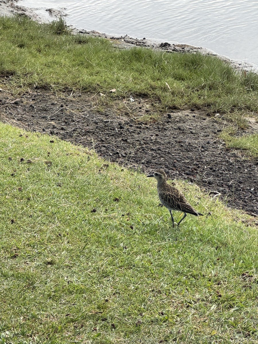 Азийн сүвээ цагаан - ML628047614