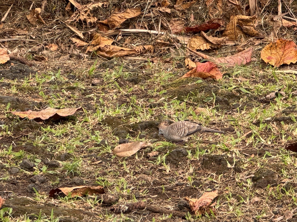 Zebra Dove - ML628047620