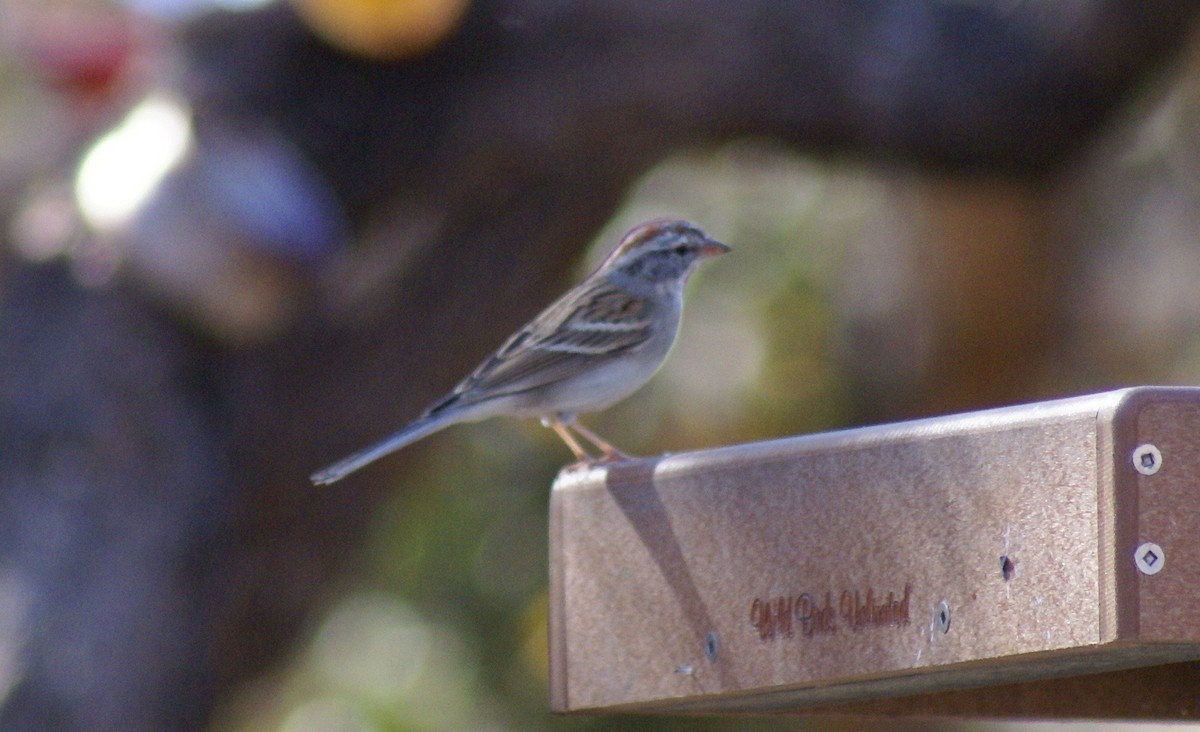 Chipping Sparrow - ML628047663