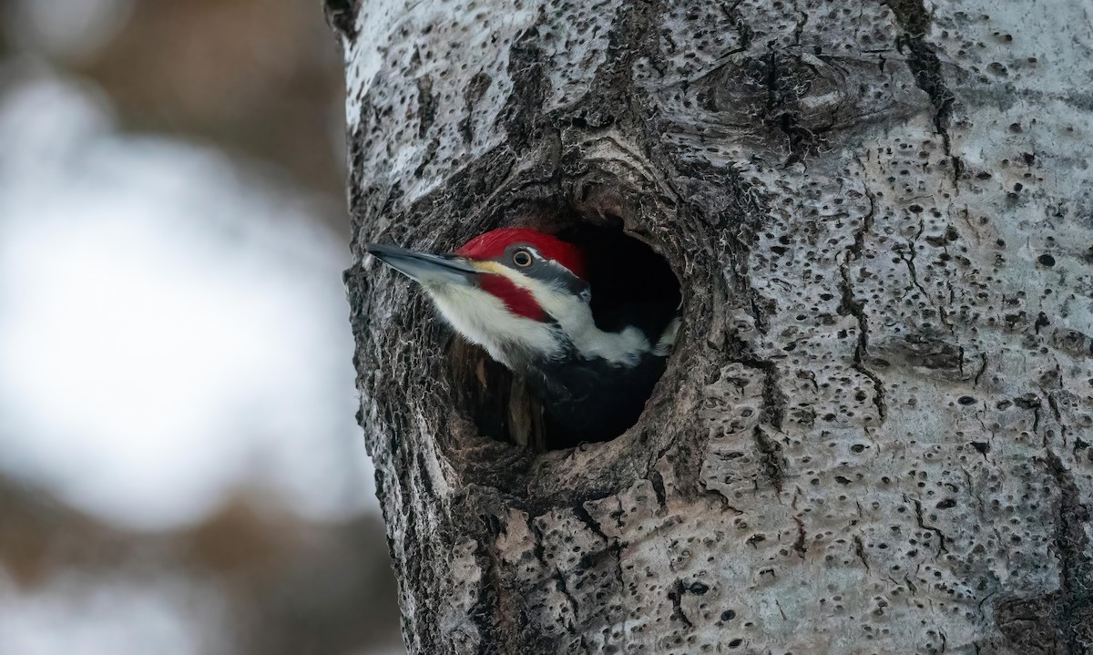 Pileated Woodpecker - ML628047712