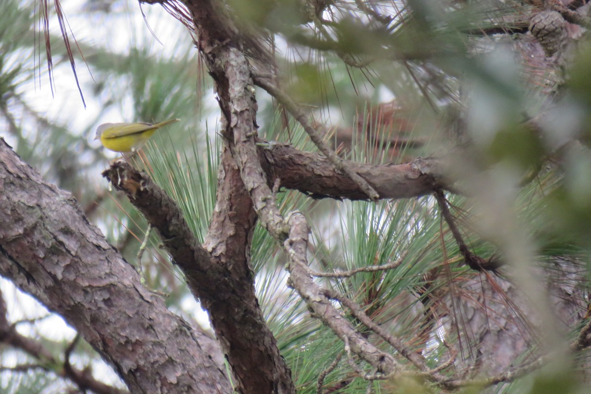 Nashville Warbler - ML628047844