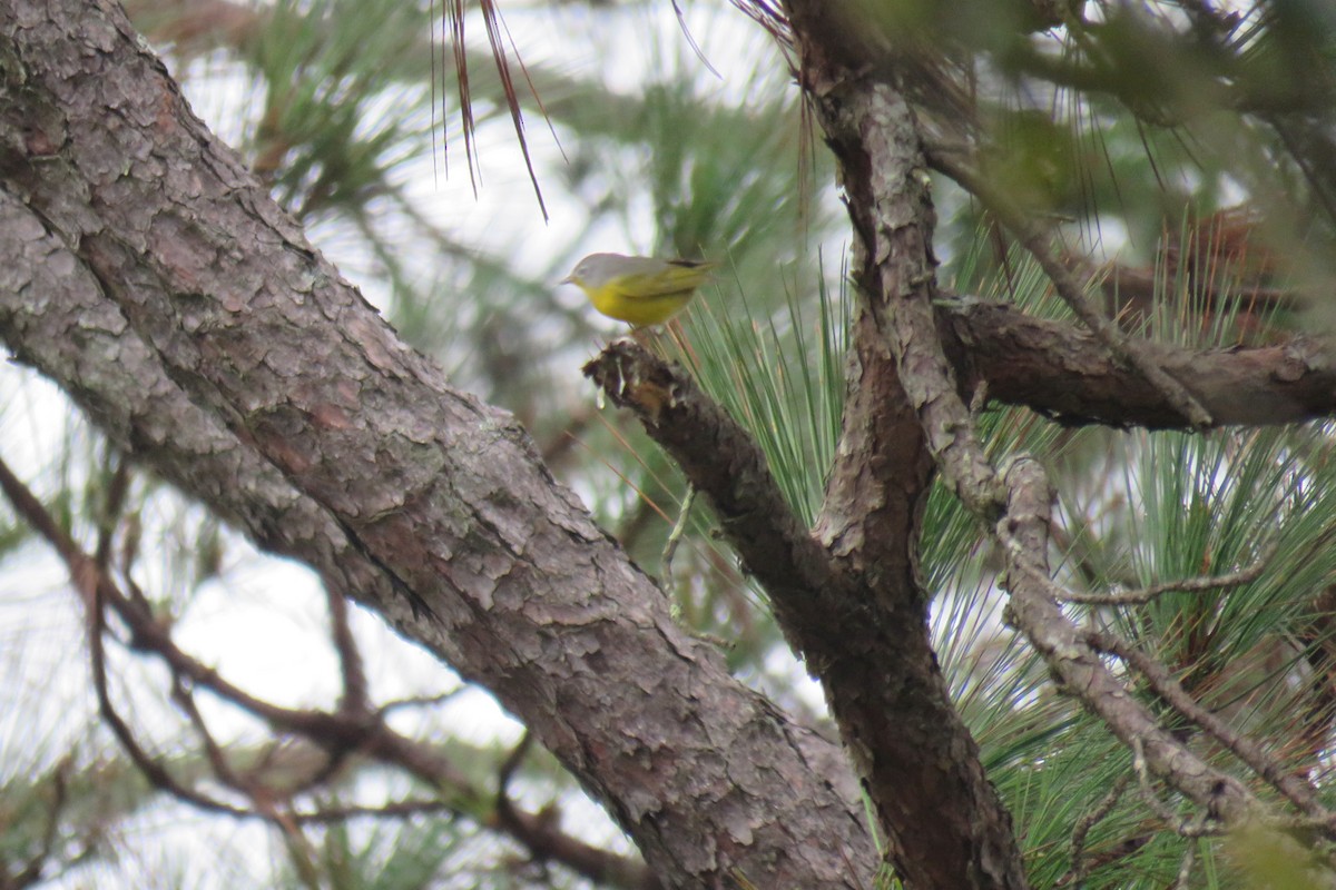 Nashville Warbler - ML628047845