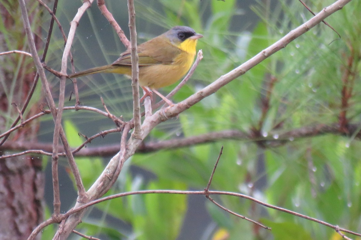 Gray-crowned Yellowthroat - ML628047865