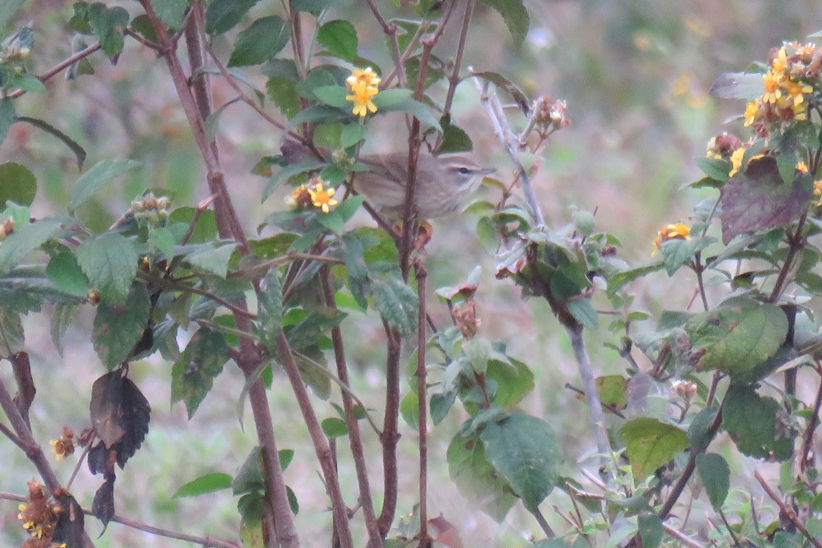 Palm Warbler - ML628047877